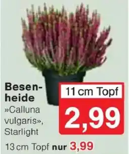 Jawoll Besenheide »Calluna vulgaris«, Starlight Angebot