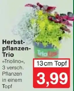 Jawoll Herbstpflanzen-Trio »Triolino« Angebot