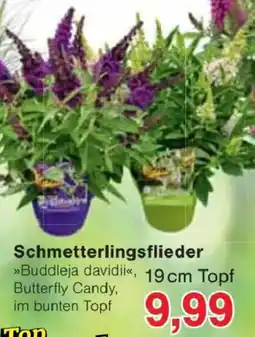 Jawoll Schmetterlingsflieder »Buddleja davidii«, 19 cm Topf Angebot