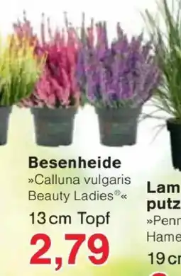 Jawoll Calluna vulgaris Beauty Ladies Angebot
