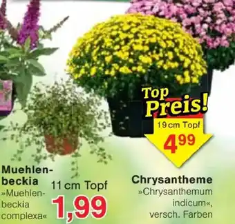 Jawoll Chrysanthemum indicum Angebot