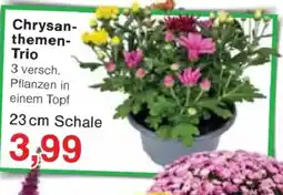 Jawoll Chrysanthemen-Trio Angebot