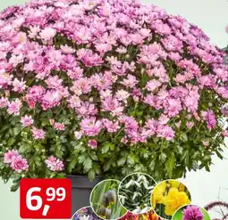 Bauhaus Chrysanthemen Busch Angebot