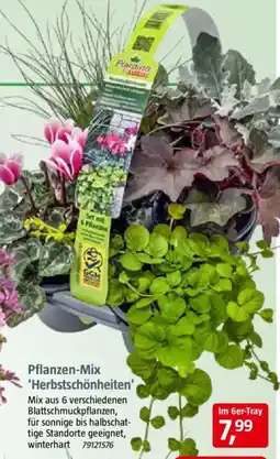 Bauhaus Pflanzen-Mix 'Herbstschönheiten' Angebot