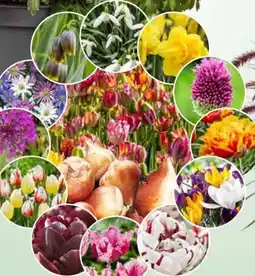 Bauhaus Blumenzwiebelsortiment Angebot