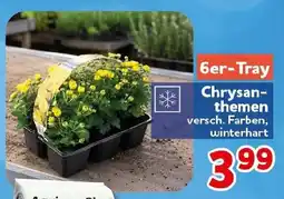 CENTERSHOP Chrysanthemen Angebot