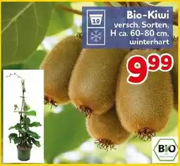 CENTERSHOP Bio-Kiwi Angebot