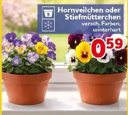 CENTERSHOP Hornveilchen oder Stiefmütterchen Angebot