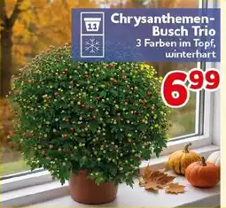 CENTERSHOP Chrysanthemen-Busch Trio Angebot