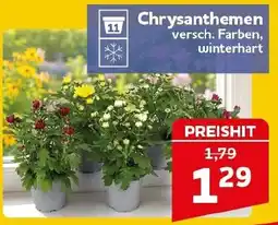 CENTERSHOP Chrysanthemen Angebot