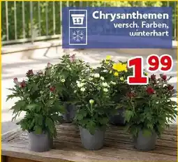 CENTERSHOP Chrysanthemen Angebot