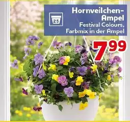 CENTERSHOP Hornveilchen-Ampel Festival Colours Angebot