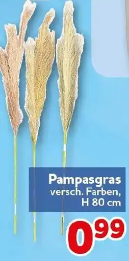 CENTERSHOP Pampasgras Angebot