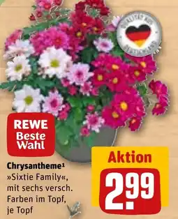 REWE Chrysantheme "Sixtie Family" Angebot