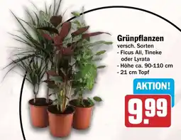 HIT Grünpflanzen Angebot