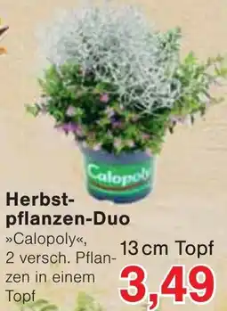 Wiglo Wunderland Herbst-pflanzen-Duo »Calopoly« Angebot