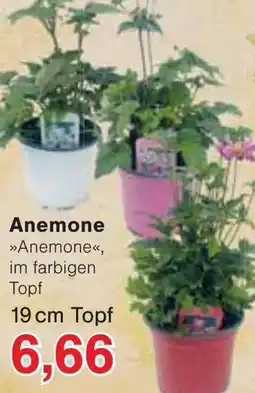 Wiglo Wunderland Anemone »Anemone« Angebot