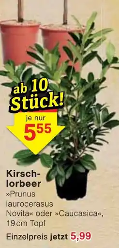 Wiglo Wunderland Kirsch-lorbeer Angebot