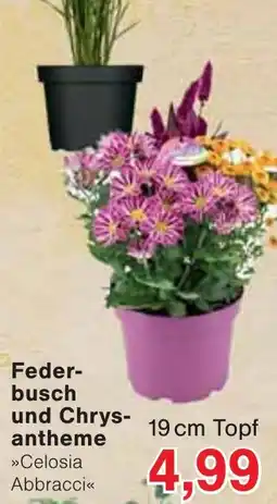 Wiglo Wunderland Federbusch und Chrysantheme »Celosia Abbracci« Angebot