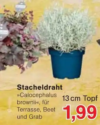 Wiglo Wunderland Stacheldraht »Calocephalus brownii« Angebot