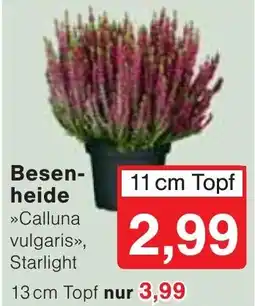 Wiglo Wunderland Besenheide »Calluna vulgaris«, Starlight Angebot