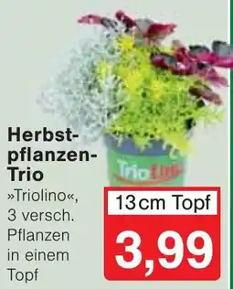 Wiglo Wunderland Herbstpflanzen-Trio »Triolino« Angebot