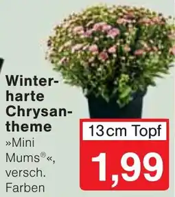 Wiglo Wunderland Winterharte Chrysanthemen »Mini Mums®« Angebot