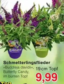 Wiglo Wunderland Schmetterlingsflieder »Buddleja davidii«, Butterfly Candy Angebot