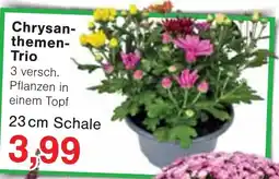Wiglo Wunderland Chrysanthemen-Trio Angebot