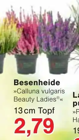 Wiglo Wunderland Calluna vulgaris Beauty Ladies® Angebot