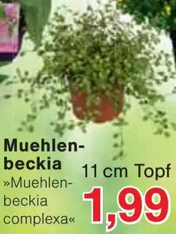 Wiglo Wunderland Muehlenbeckia Angebot