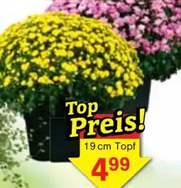 Wiglo Wunderland Chrysantheme Angebot