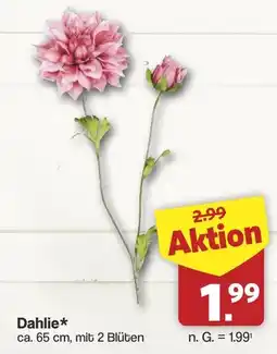 Famila Nord West Dahlie* Angebot