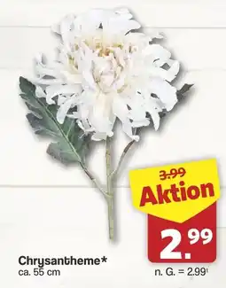Famila Nord West Chrysantheme* Angebot
