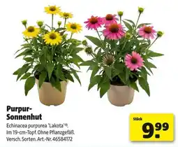 Hagebau Purpur-Sonnenhut Angebot