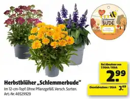 Hagebau Herbstblüher „Schlemmerbude“ Angebot