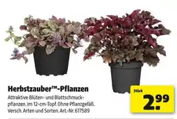 Hagebau Herbstzauber™-Pflanzen Angebot