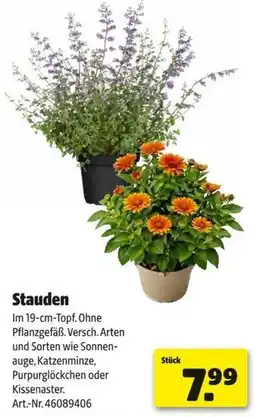 Hagebau Stauden Angebot