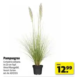 Hagebau Pampasgras Angebot