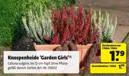Hagebau Knospenheide 'Garden Girls' Angebot