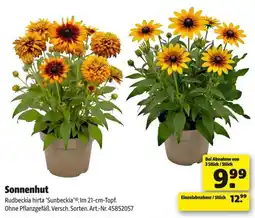 Hagebau Sonnenhut Rudbeckia hirta 'Sunbeckia' Angebot