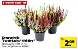 Hagebau Knospenheide 'Beauty Ladies® High Five' Angebot