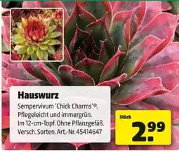 Hagebau Hauswurz Sempervivum 'Chick Charms' Angebot