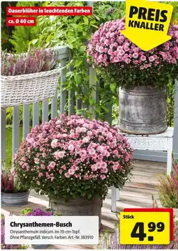 Hagebau Chrysanthemen-Busch Angebot
