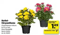 Hagebau Herbst-Chrysantheme Angebot