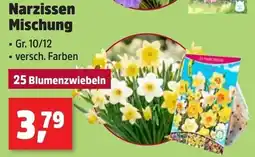 Thomas Philipps Narzissen Mischung Angebot