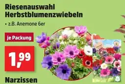 Thomas Philipps Herbstblumenzwiebeln Angebot