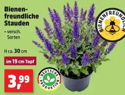Thomas Philipps Bienenfreundliche Stauden Angebot