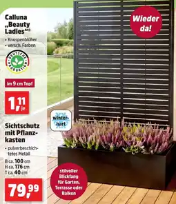 Thomas Philipps Calluna "Beauty Ladies" Angebot