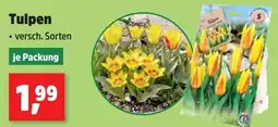 Thomas Philipps Tulpen Angebot
